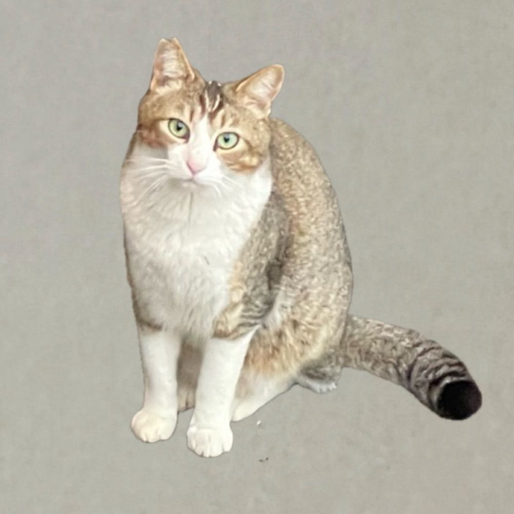 しんしん