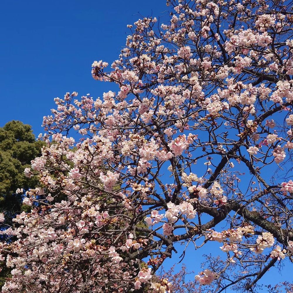 圧縮丸
