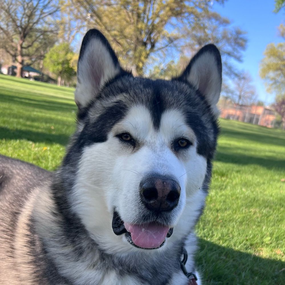 malamute mommy