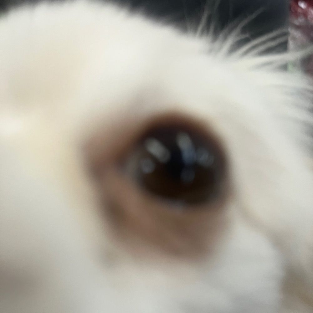 Kevinbeans