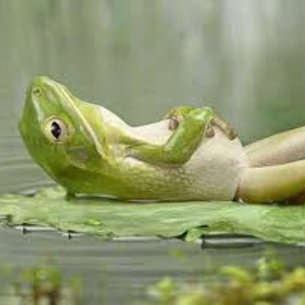 Sleepyfrog（カエル）
