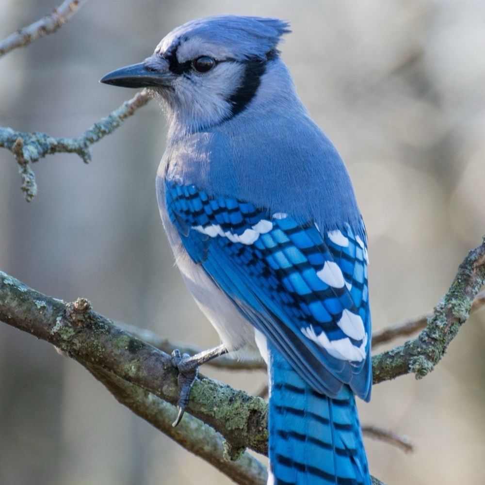 Jay