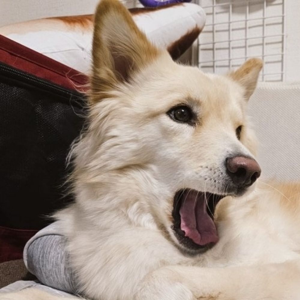 七🐶雑種犬つるちゃん