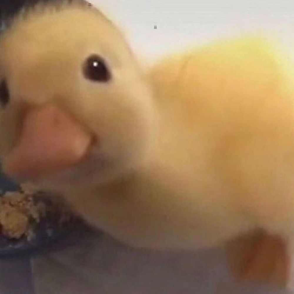 duckjusquack