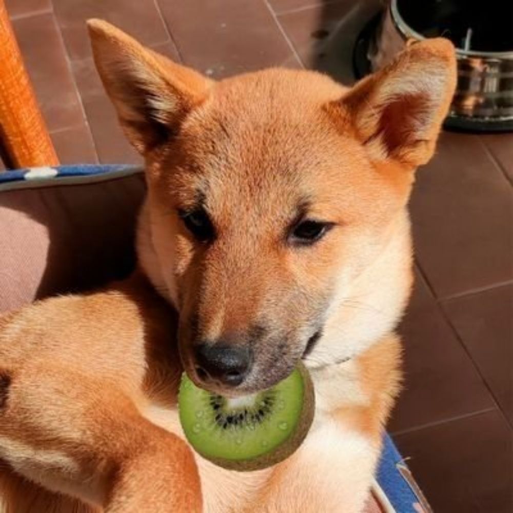 Raikiwi🥝