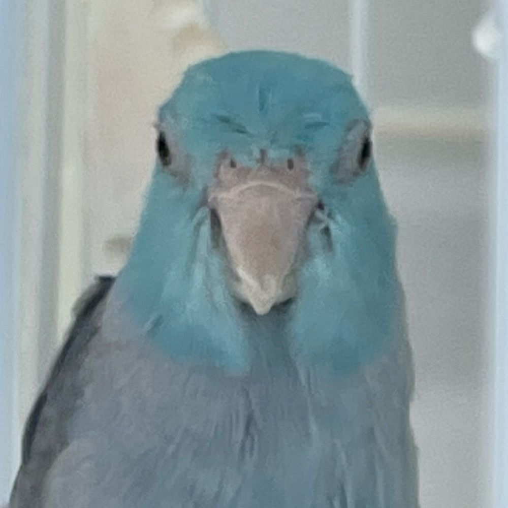 Kara 🐦🎨