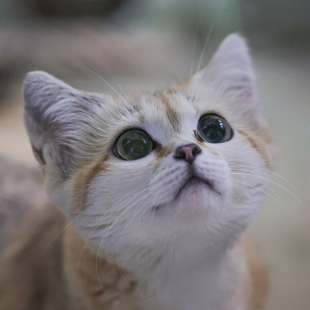 まにゃみ