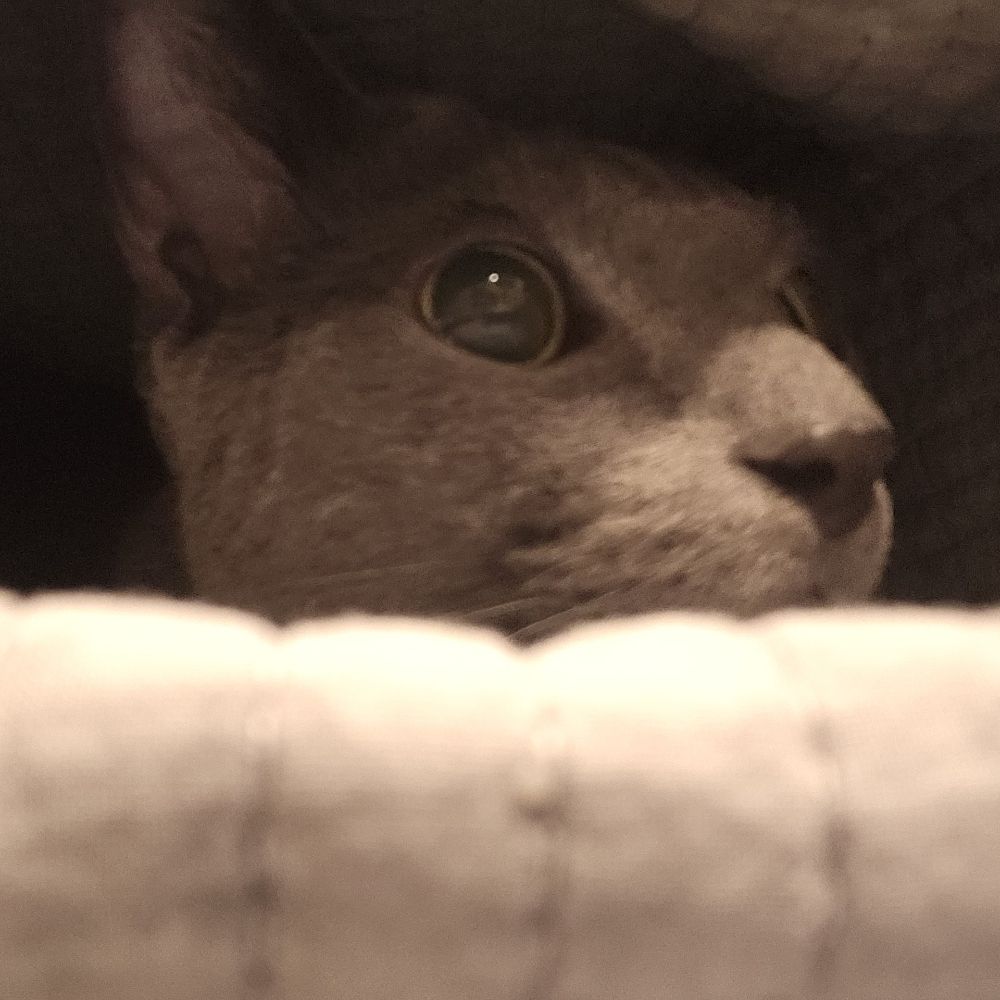 percy0팍씨