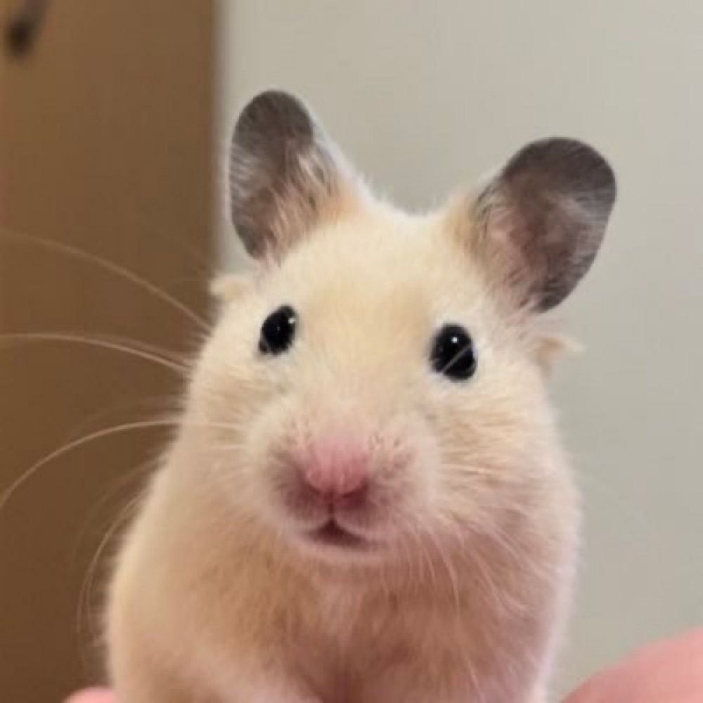 とんかつハム子