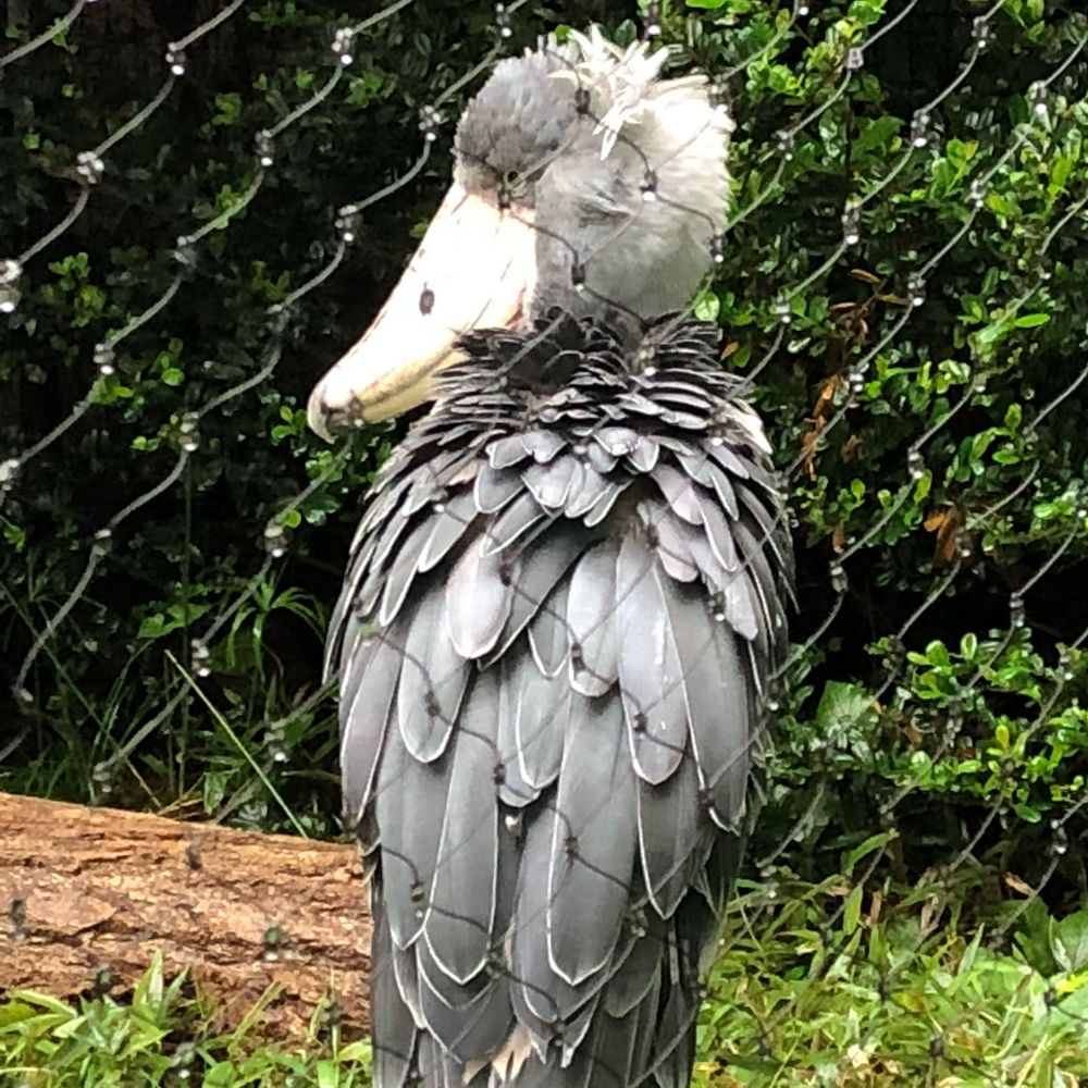 スノビロコウ
