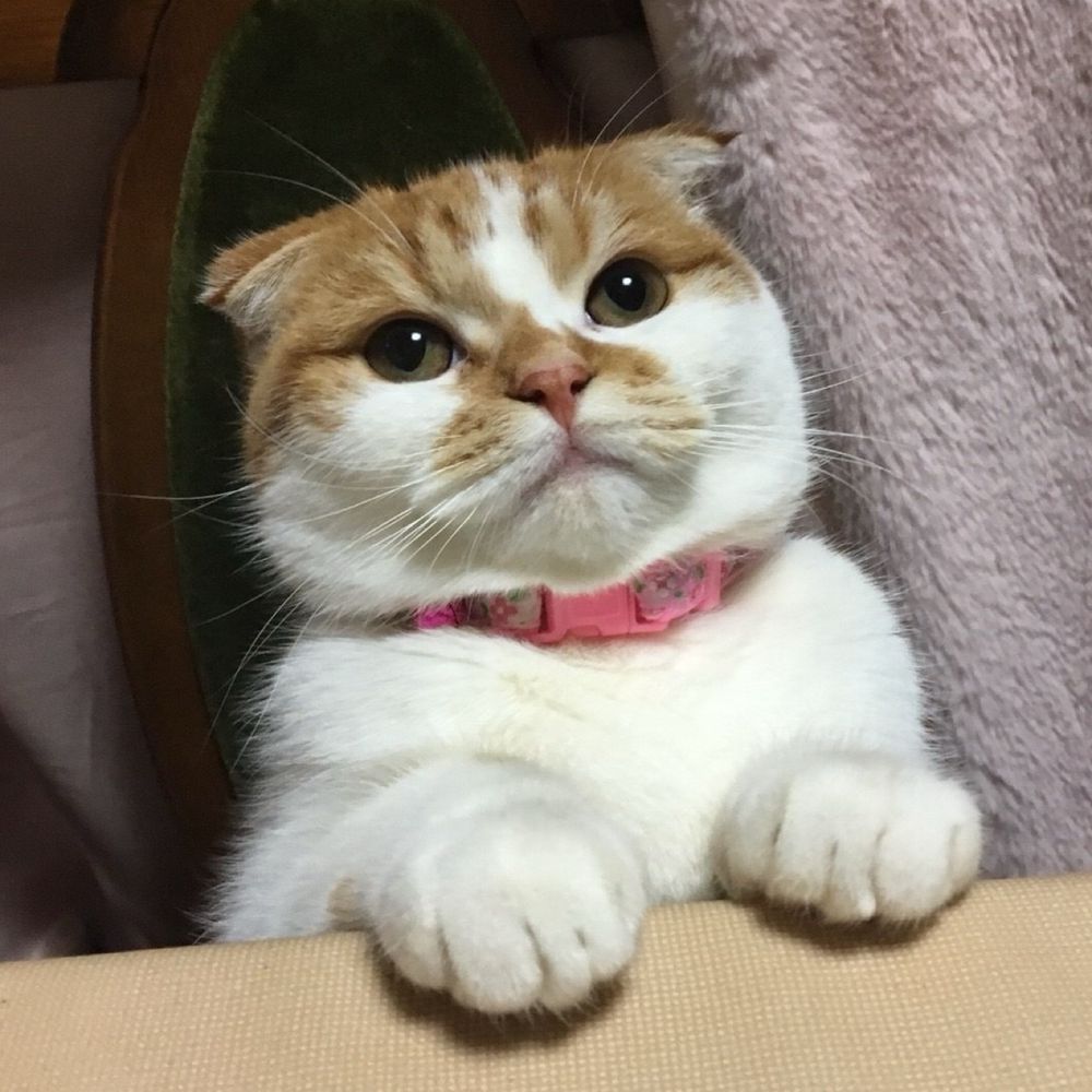 トッシー