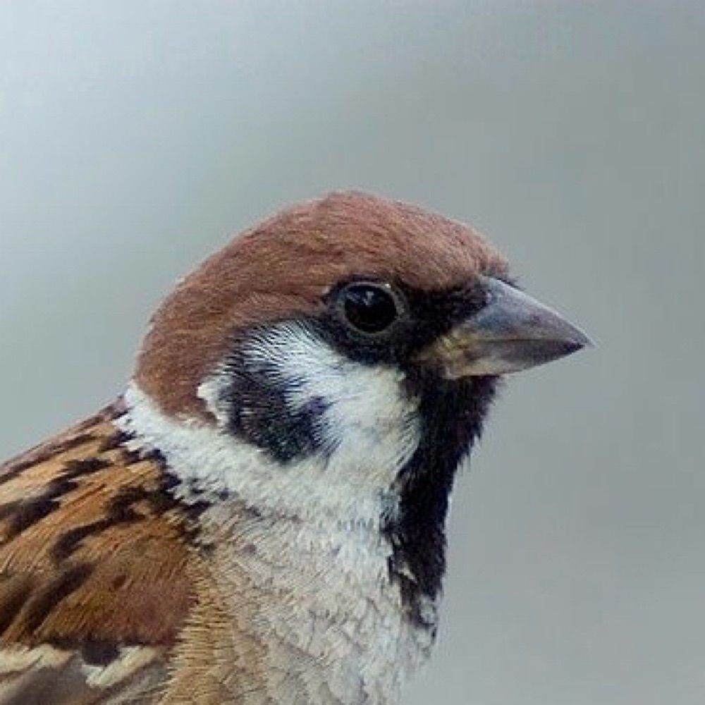 GalacticSparrow