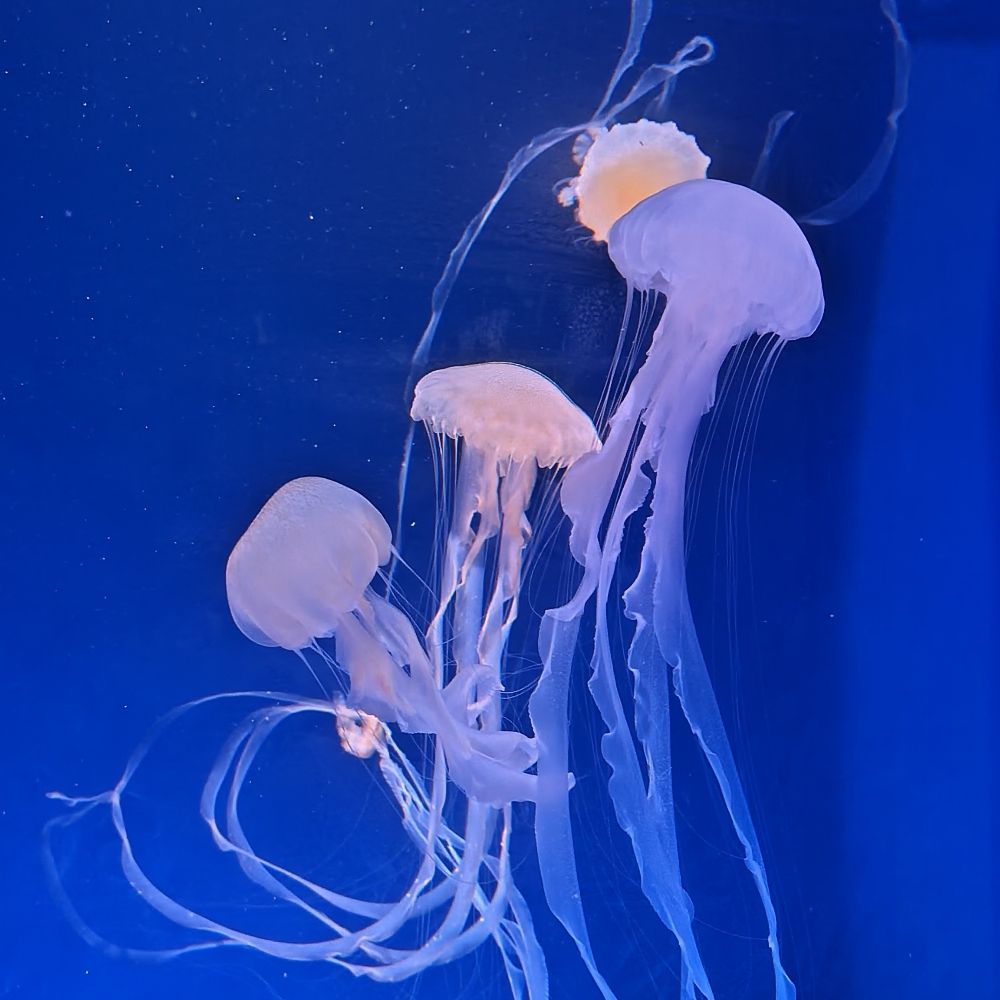 キタ