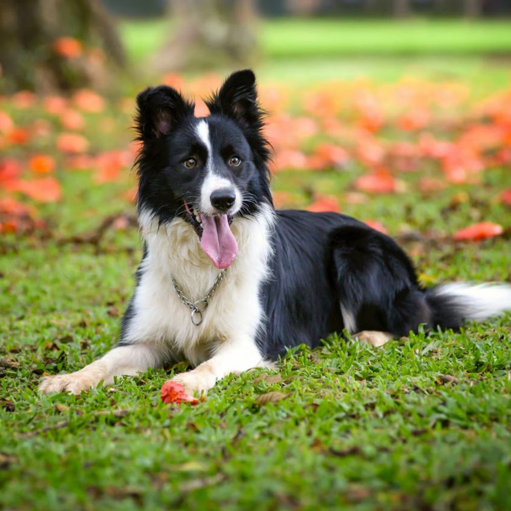 Border Collie Lovers