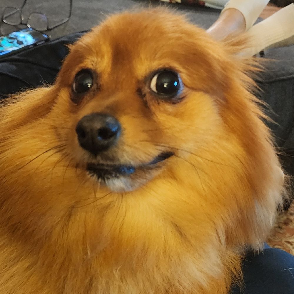 storm-bear-mom.bsky.social