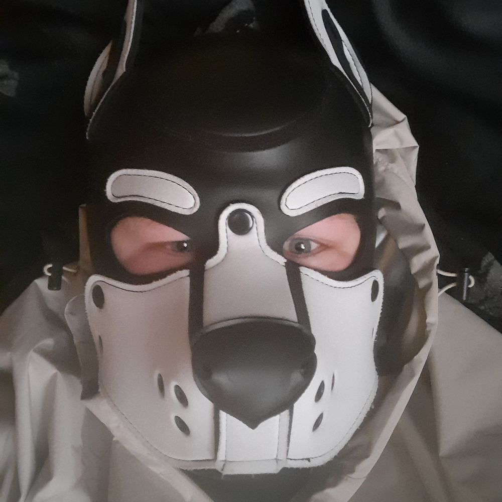 puppy-flash.bsky.social