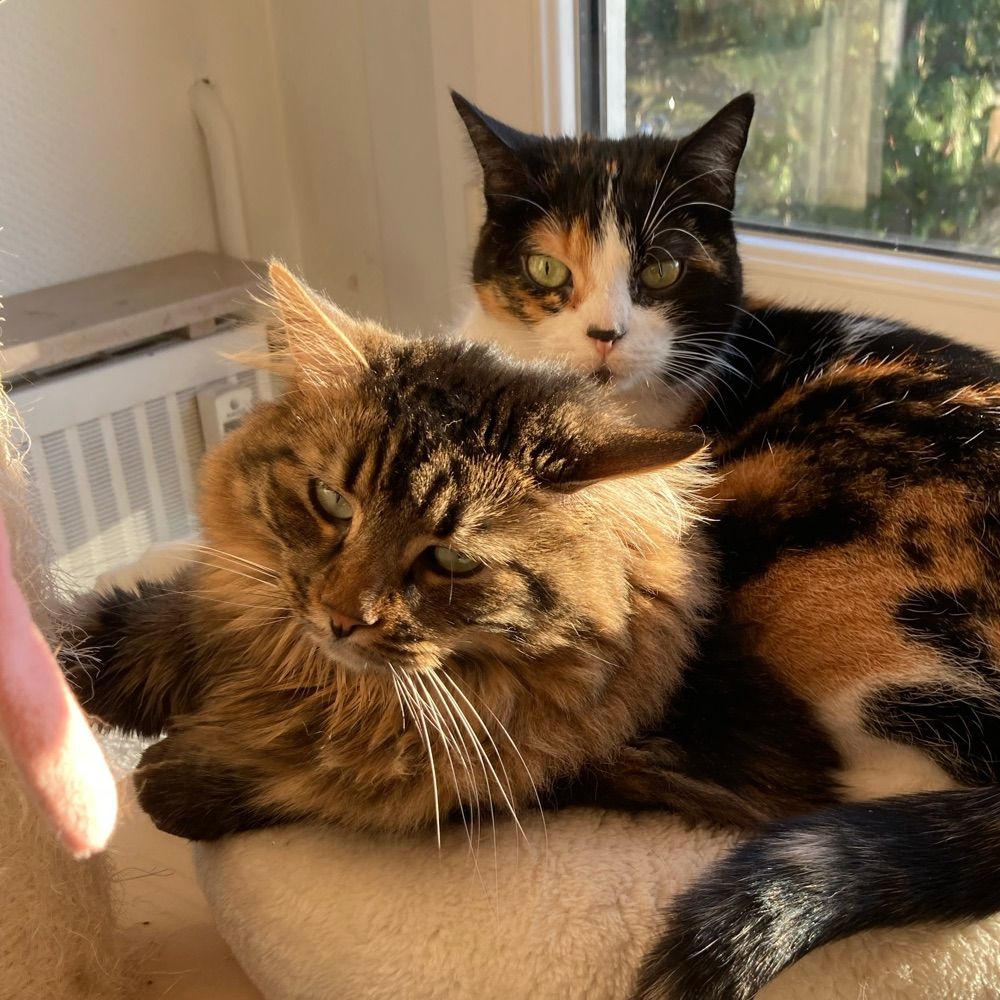 HappyCatTherapy