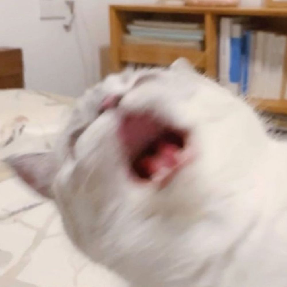 rino! '🐈‍⬛