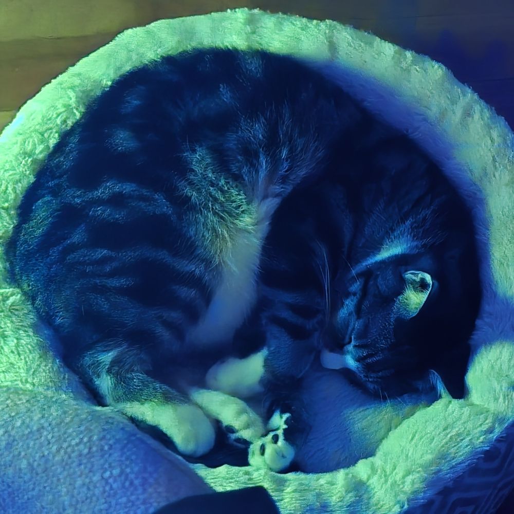 Starfrigé ⥈ The Space Furball
