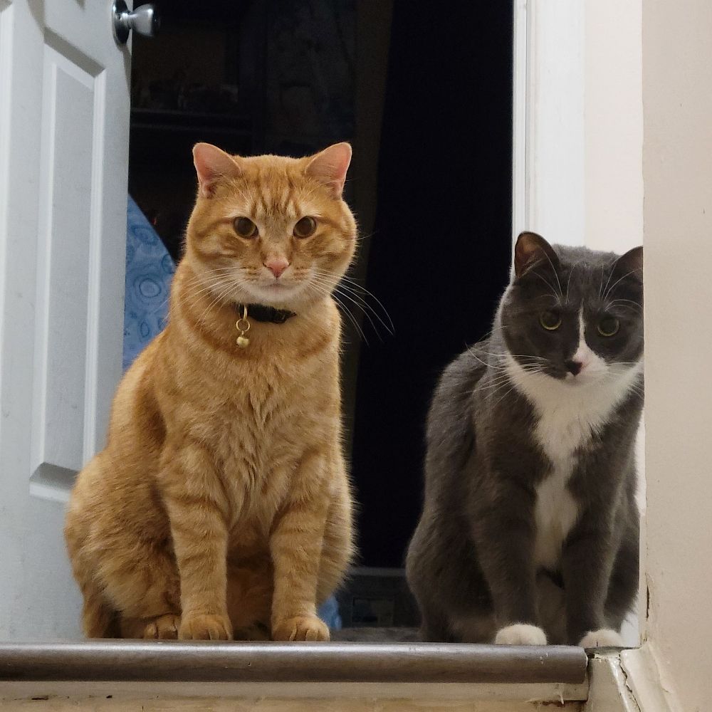 Munchyjr's cats