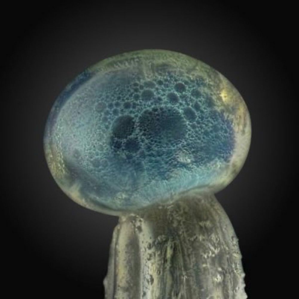 Tim Trichome