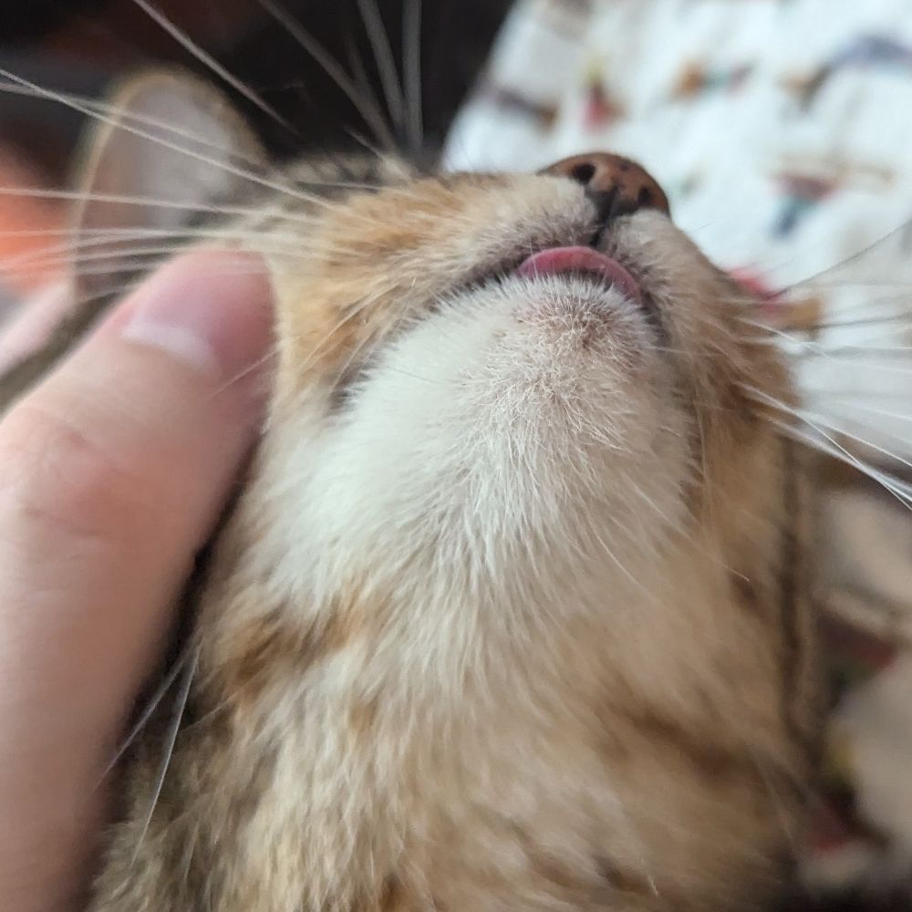 RedBread - Professional Sleepy Boy