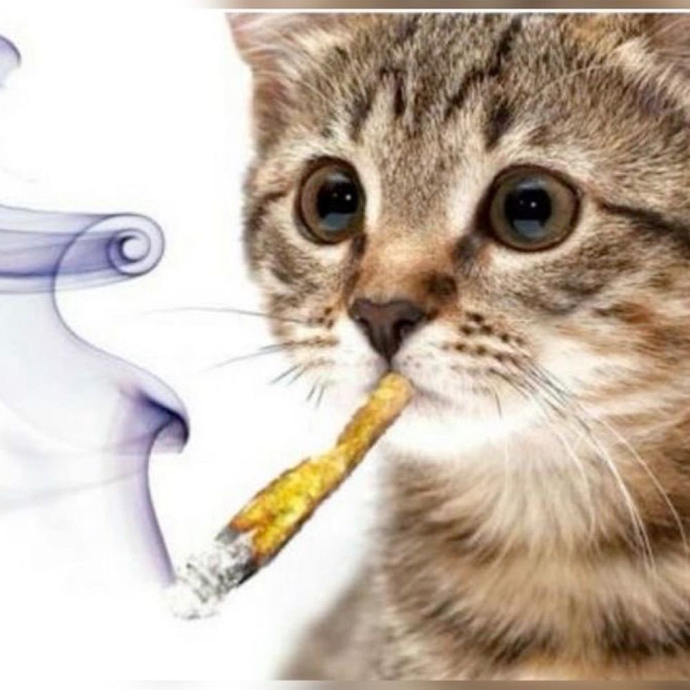 GATO MAKONHA
