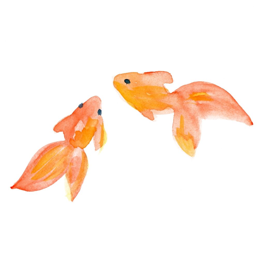 まんぼう金魚