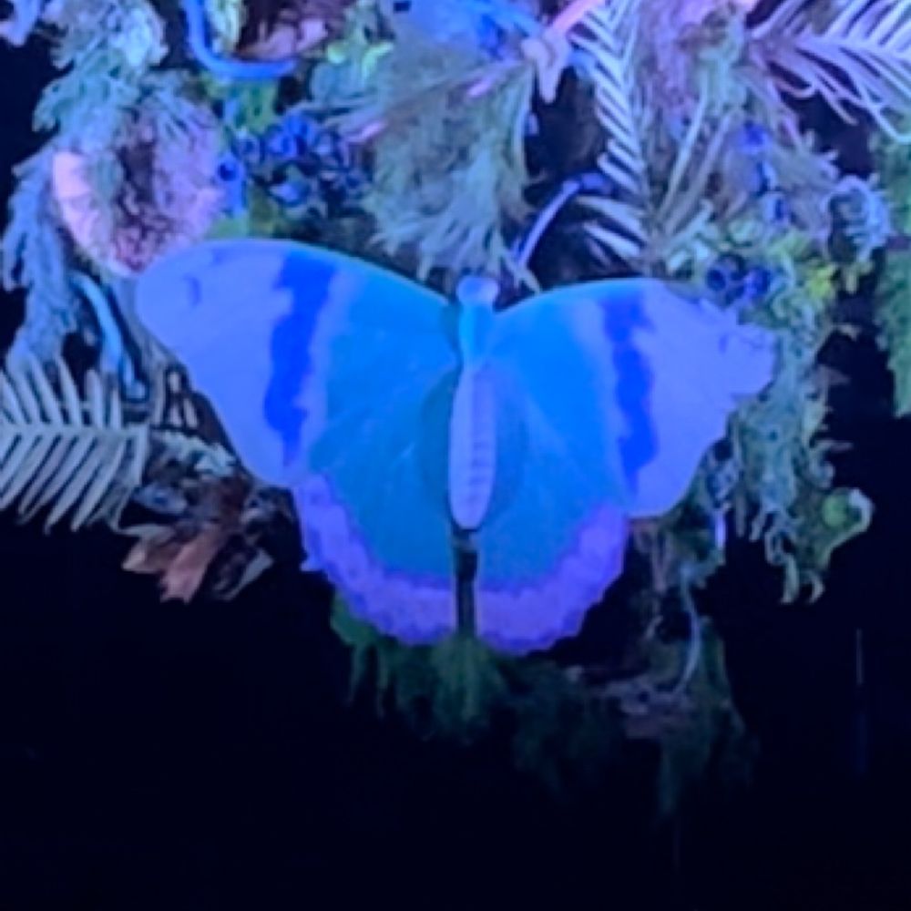 🦋