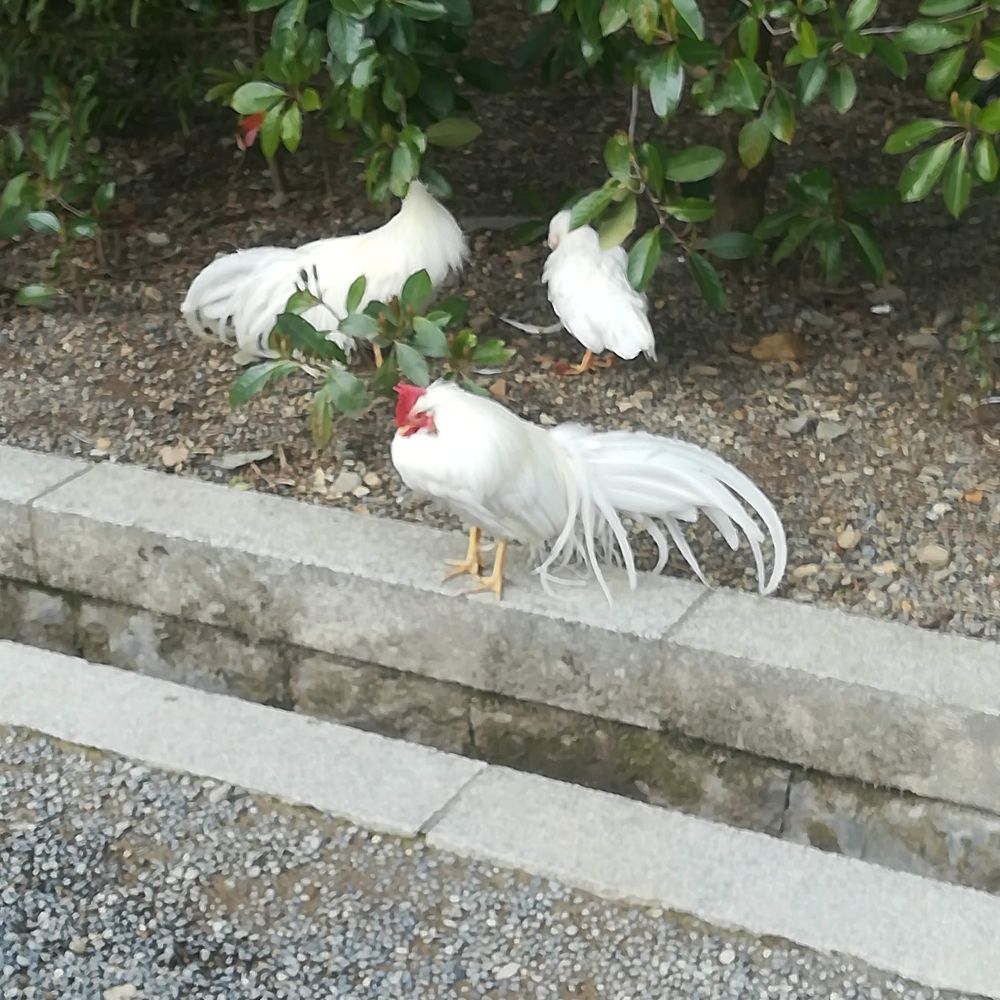 元浜原人