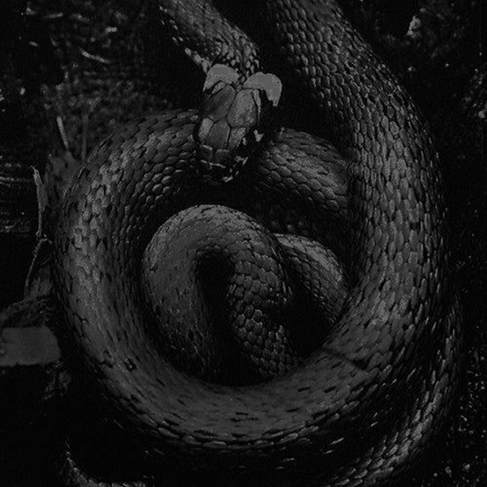 𝖛 𝖎 𝖐 𝖙 𝖔 𝖗