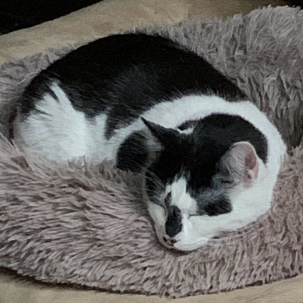 mouseydown 