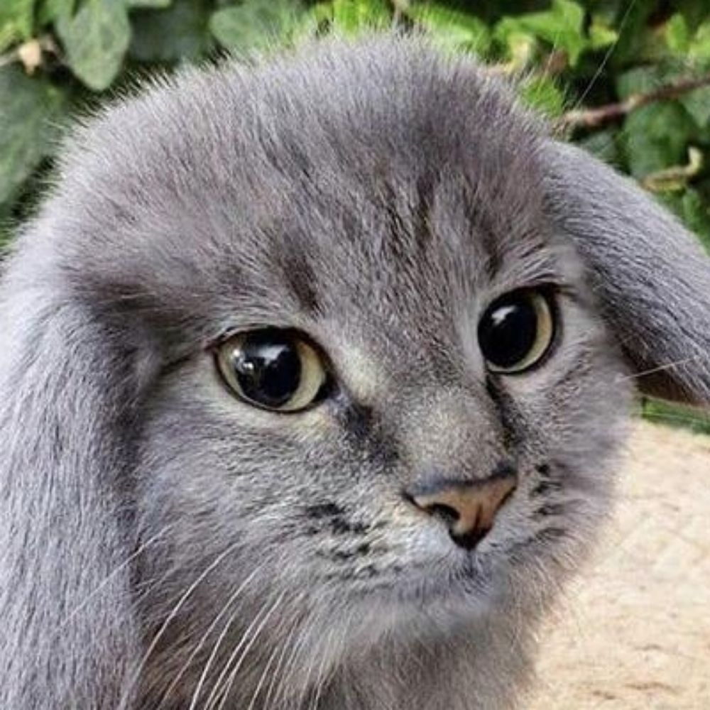 Cabbit