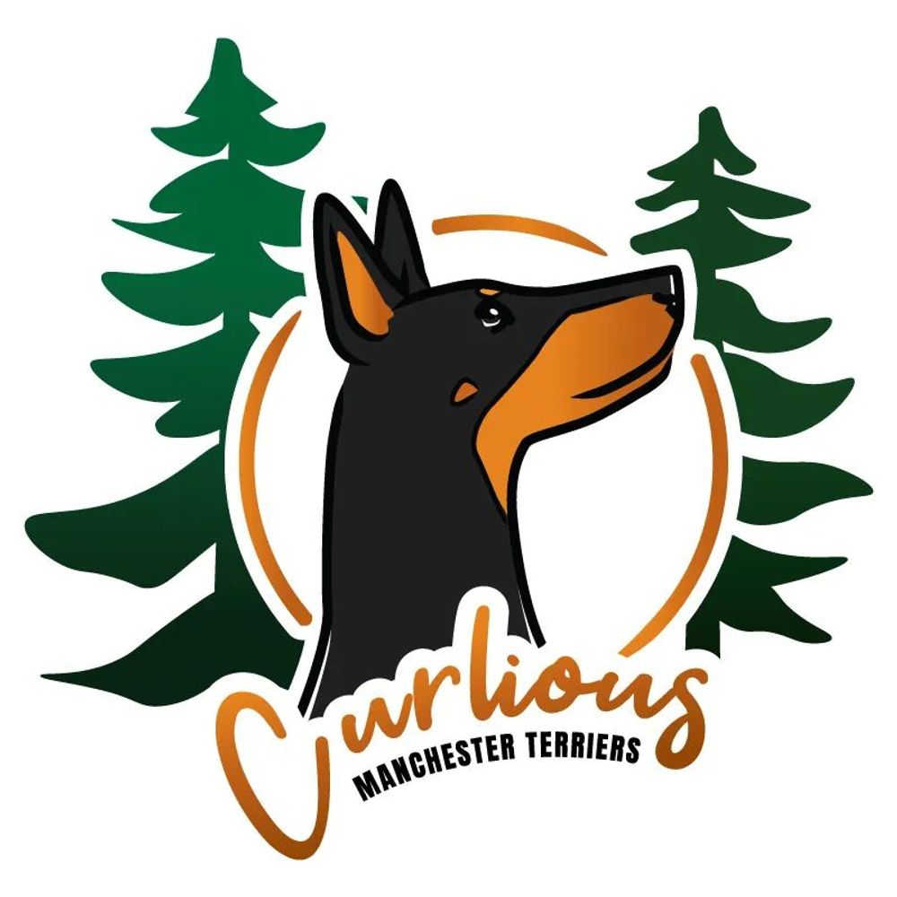 Curlious 🇨🇦 Manchester Terriers