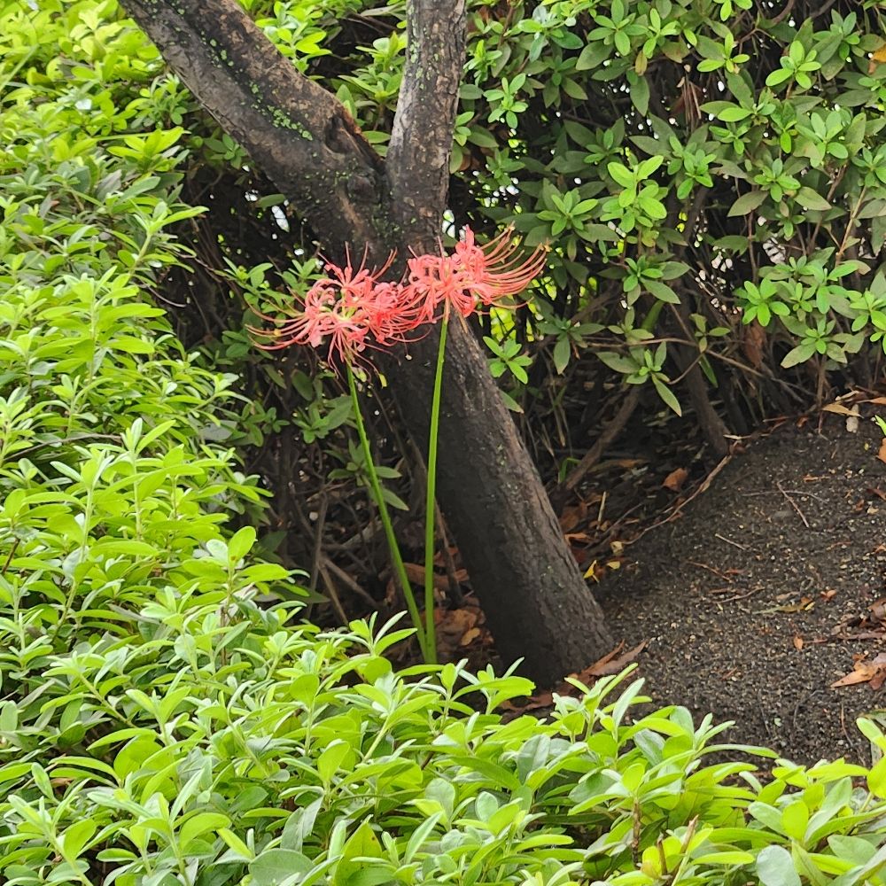 まーシー
