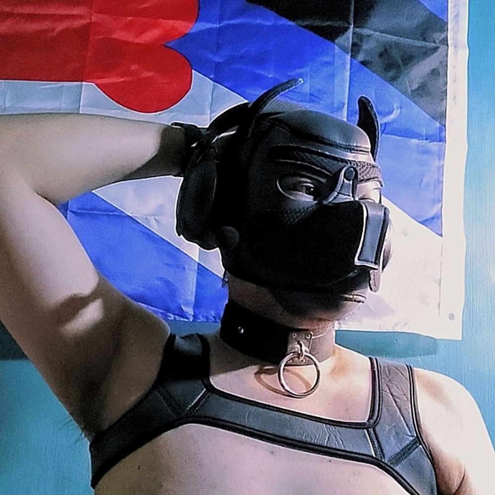 Pup Josh