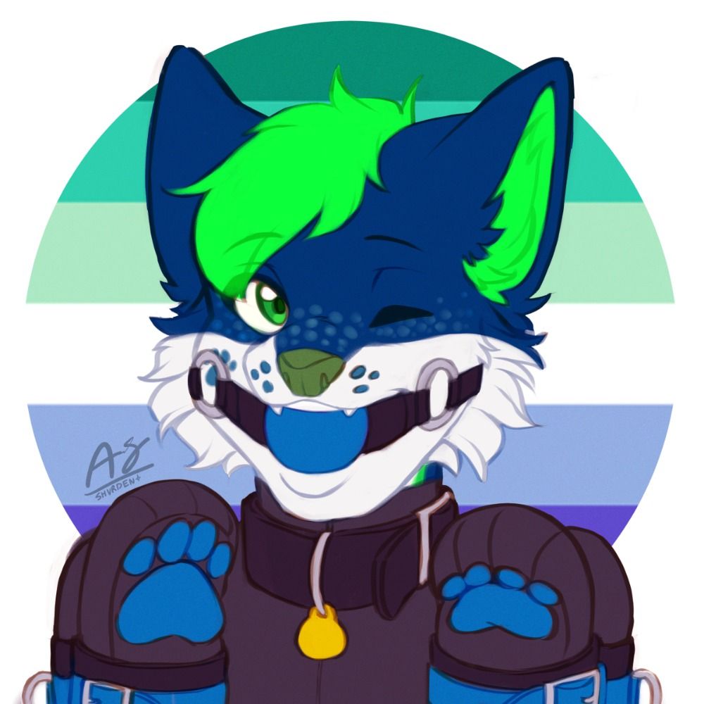 AceTheHuskyAD