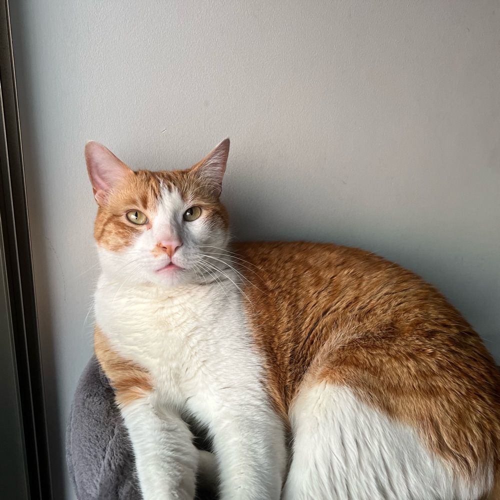 Roberto