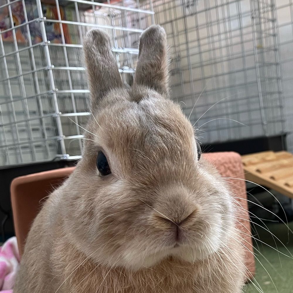 からし