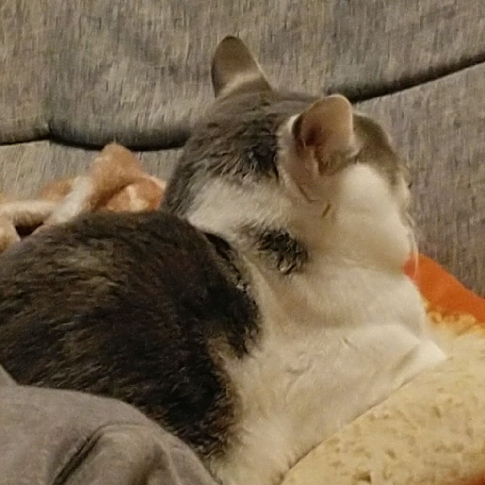 坂月あかね