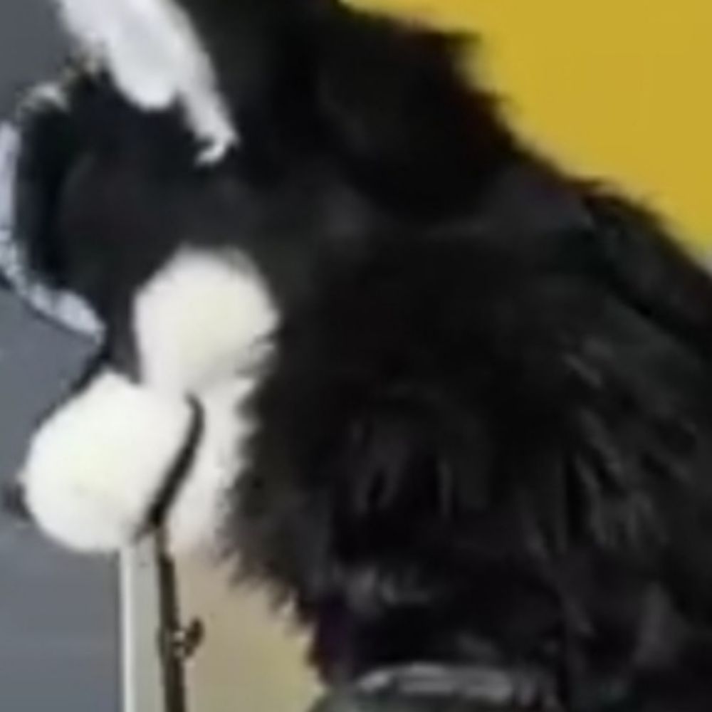 BadHuskyEclipse