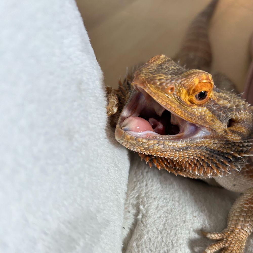ナツメ28番街