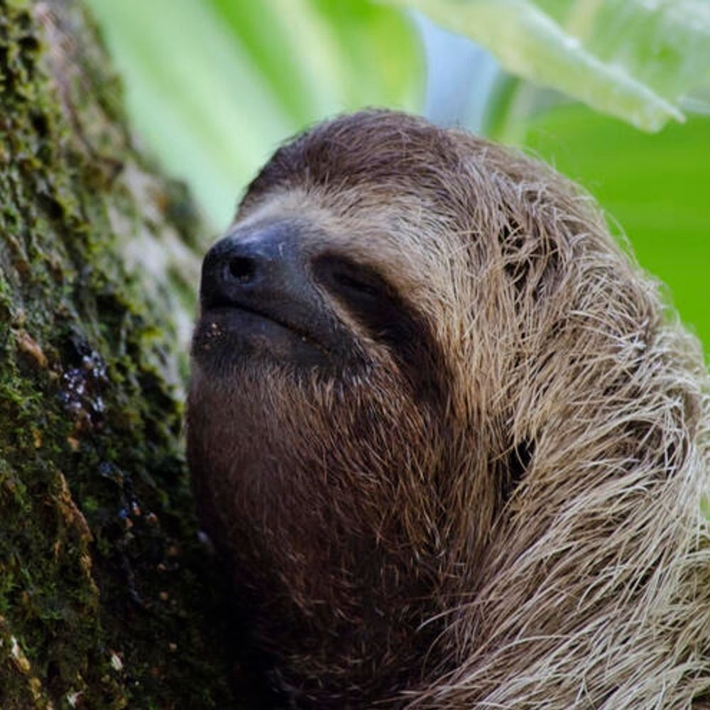 Sloth!