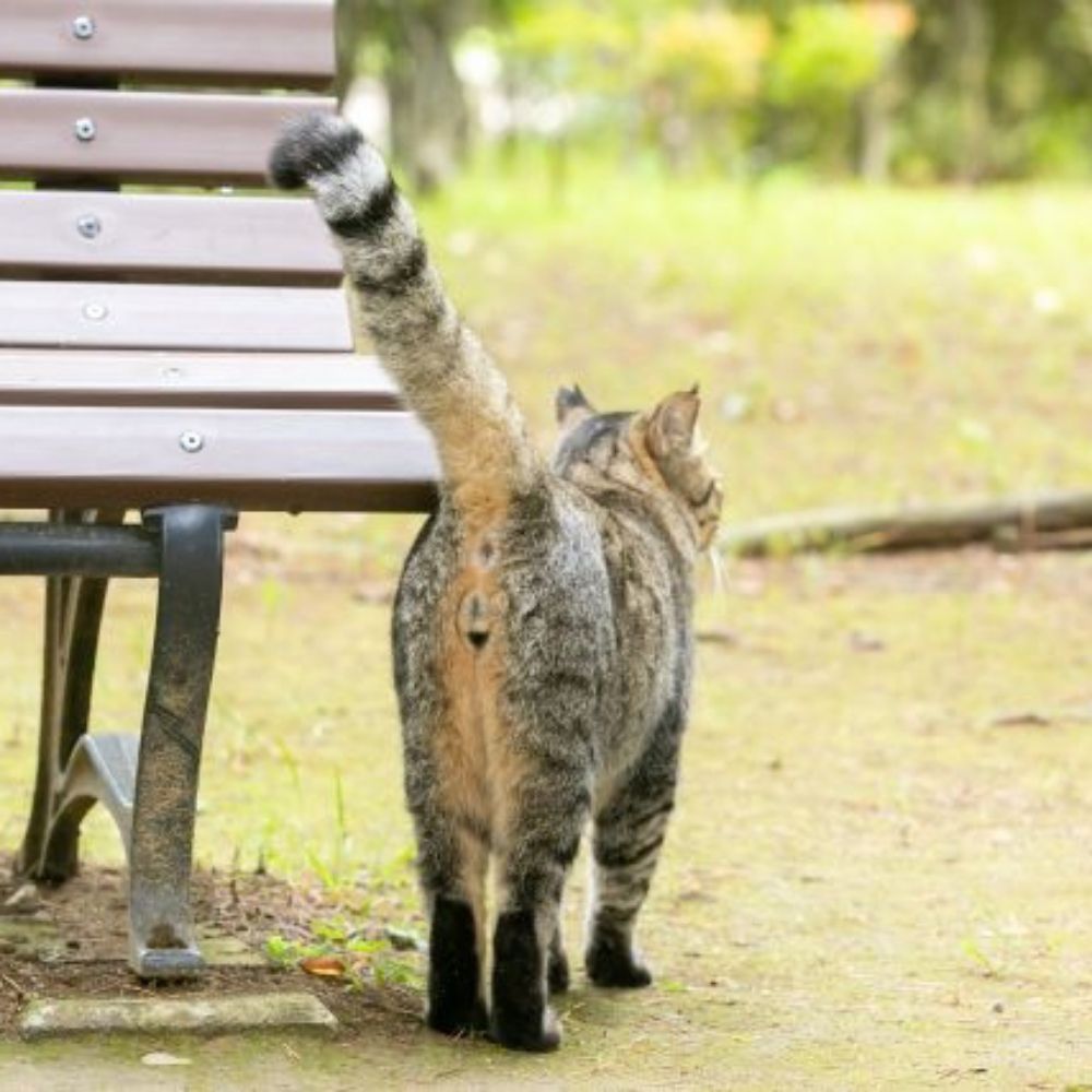 りんこ