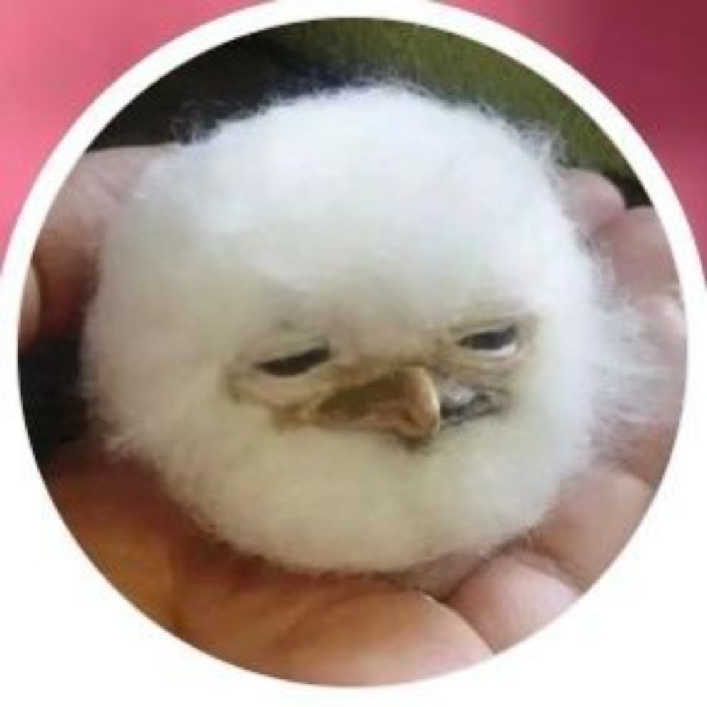 毛裤