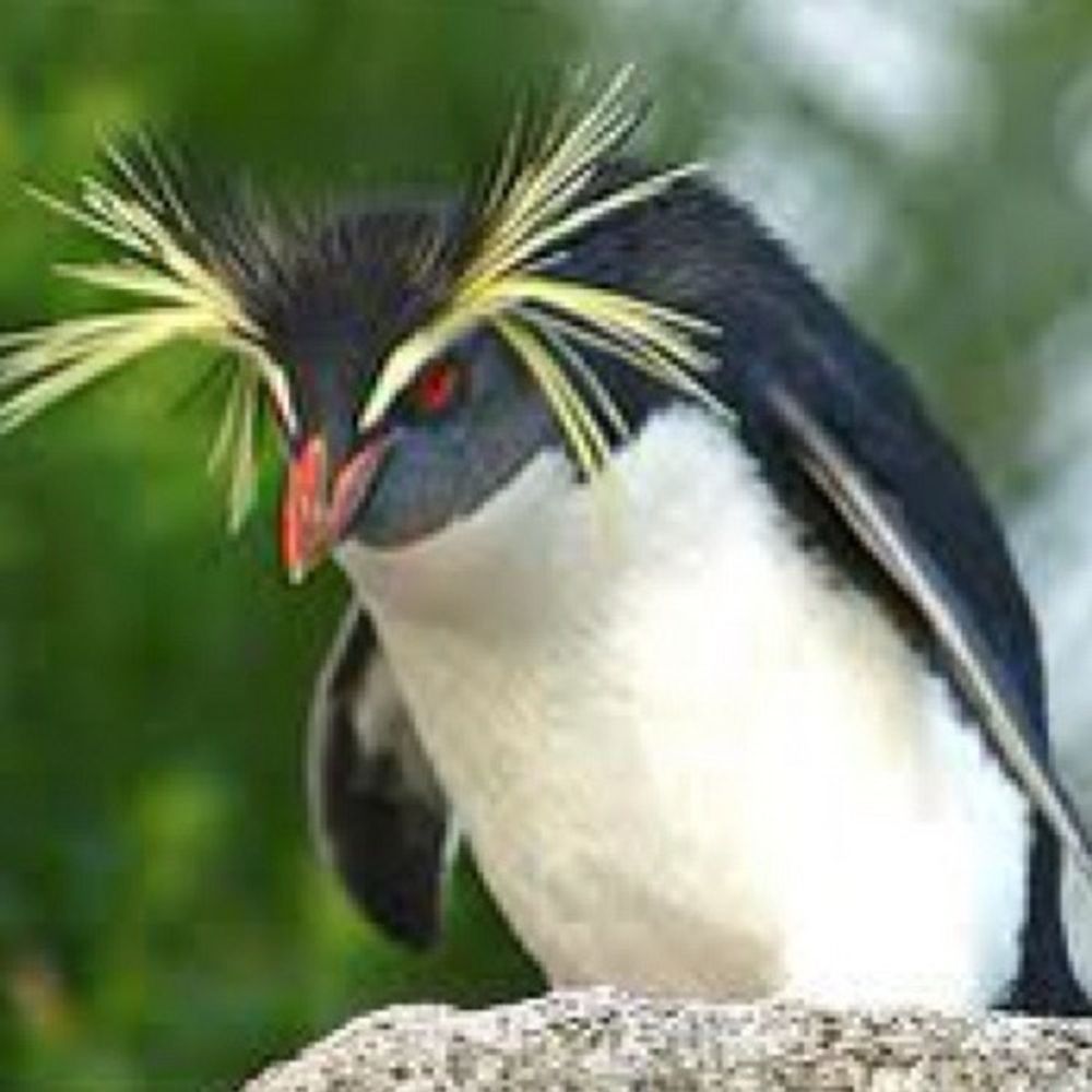 KenT-陸戦型マッハペンギン-