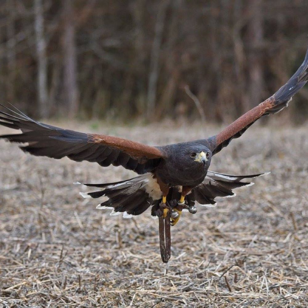 The Falconry Experience