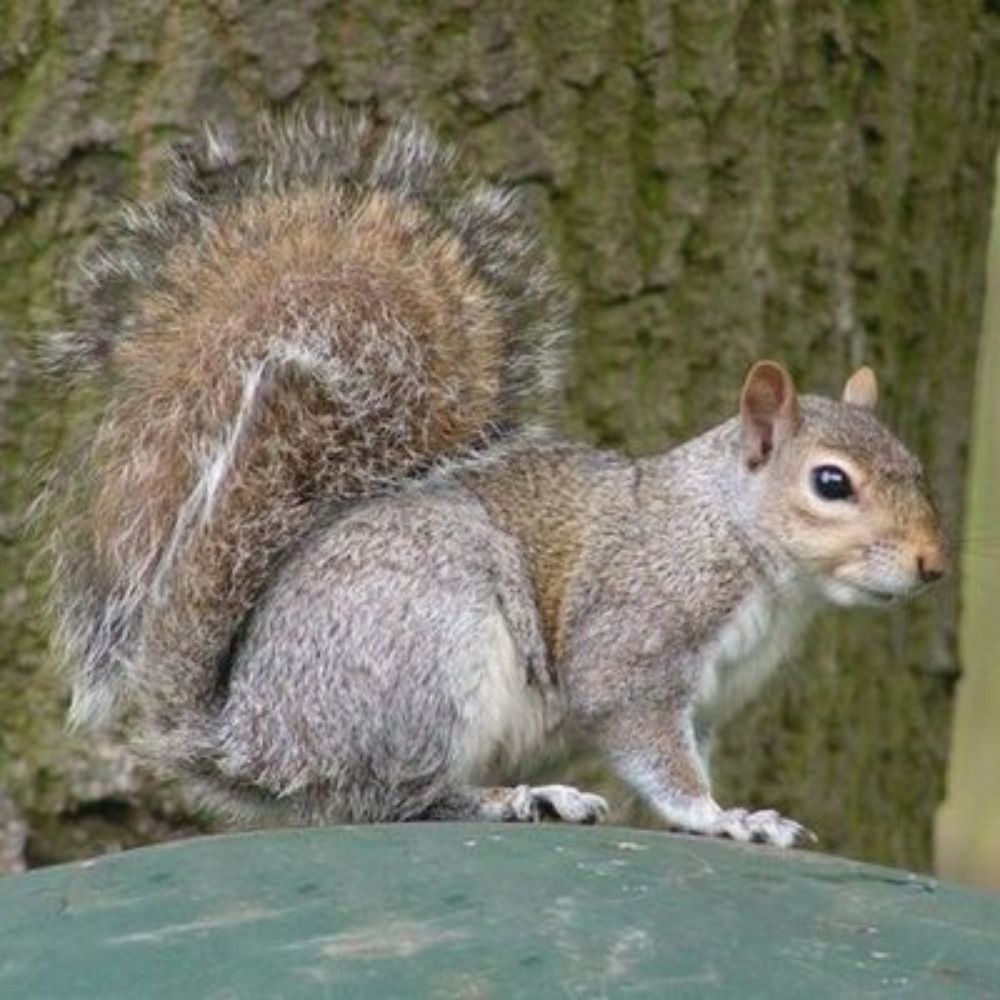common squirrel