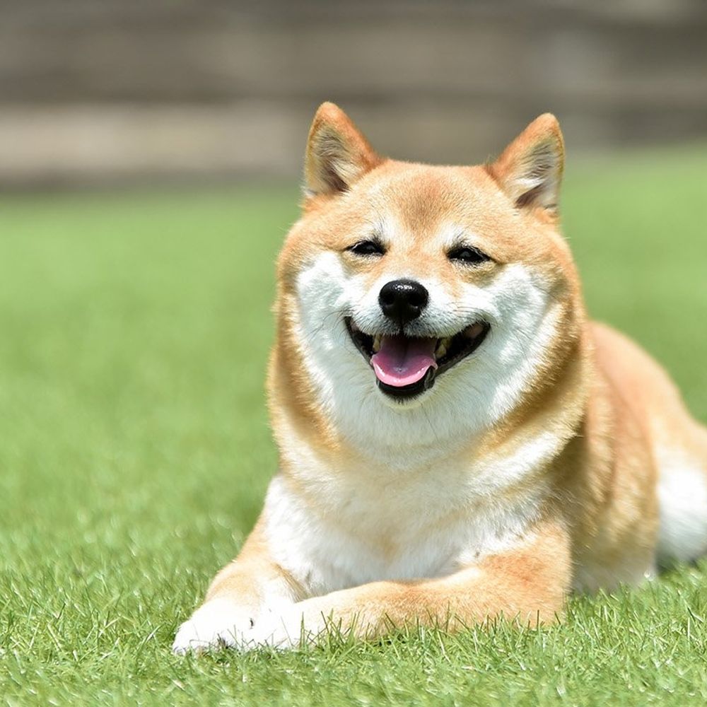 Shiki