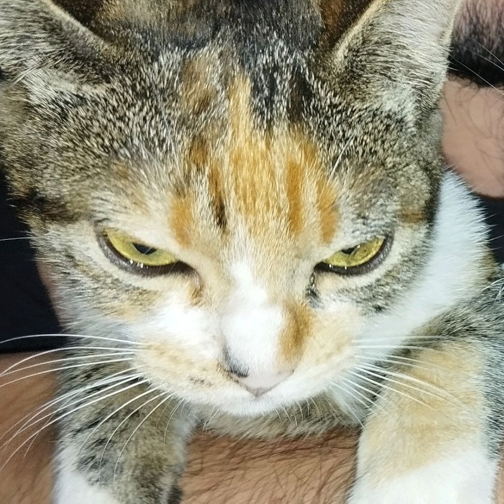 Claradoqueijo